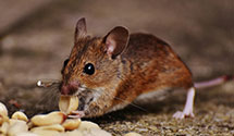 24 Hour & Emergency Exterminators in Winterville, NC